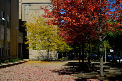 Path in autumn