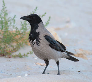 Close-up of bird perching outdoors