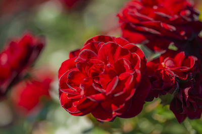 Close-up of red rose