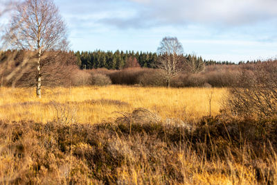 Colorful landscape with birch tree in the high fens in belgium in autunm