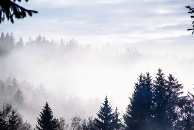 Pine trees in forest against sky during winter