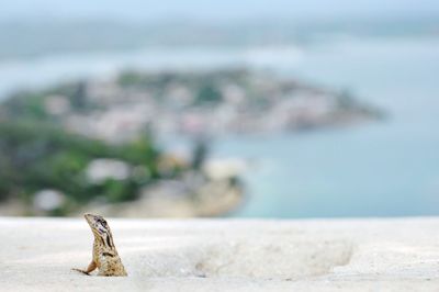 Close-up of lizard on retaining wall by sea against sky