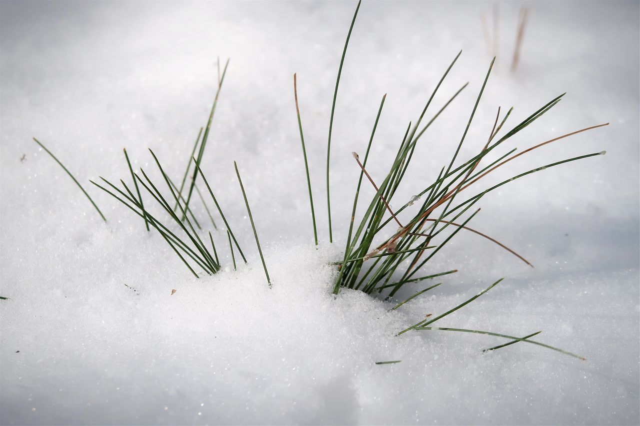 CLOSE-UP OF FROZEN PLANT ON SNOW COVERED FIELD