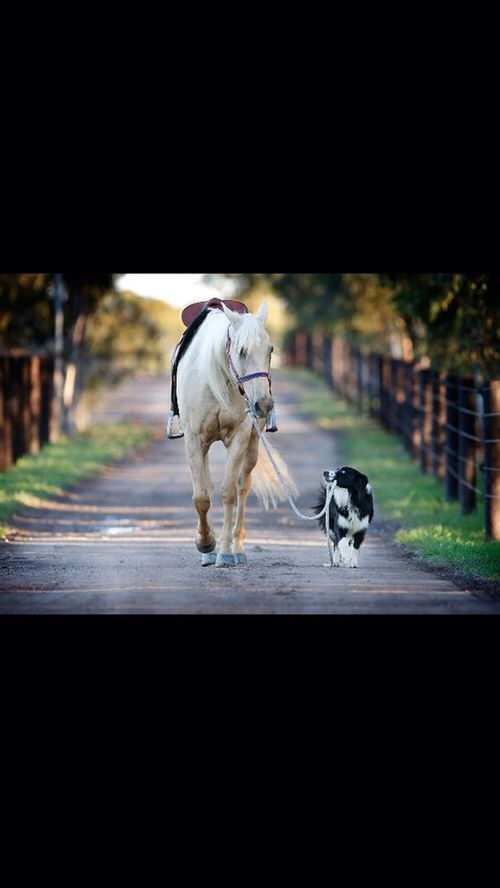 animal themes, domestic animals, one animal, mammal, two animals, pets, full length, dog, focus on foreground, selective focus, road, day, outdoors, walking, horse, white color, transportation, side view, zoology, no people