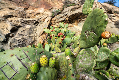 nopal