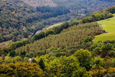 High angle view of trees on field