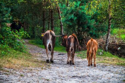 Horses standing on field