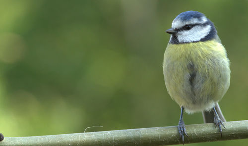 Close-up of bird perching on railing