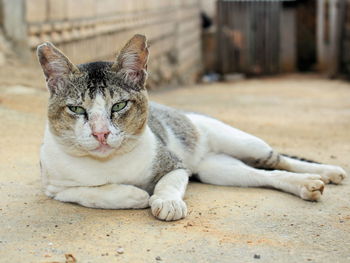 Portrait of tabby resting cat