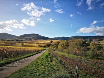 Scenic view of agricultural field against sky