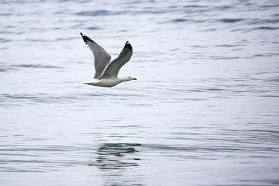 Seagull flying over lake