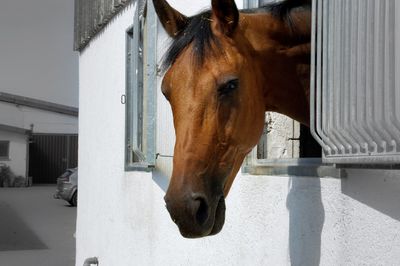 Horse in stable