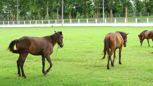 Horses in a field