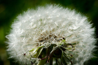 Close-up of dandelion