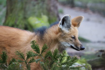 Close-up of a dog looking away