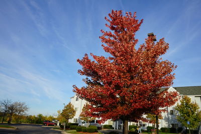 Tree against sky during autumn