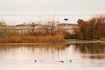 View of ducks swimming in lake