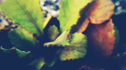 Close-up of lizard on plant during autumn