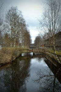 Reflection of trees in water