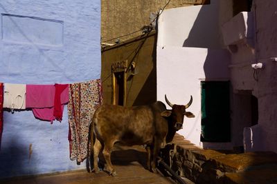 Horses standing in a building