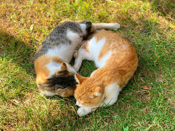 High angle view of cat lying on field