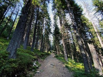 Low angle view of pine trees in forest