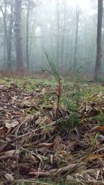 Close-up of plants in forest