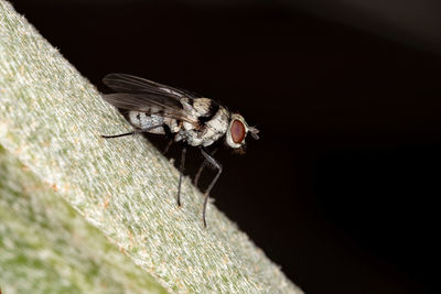 Close-up of fly on wood