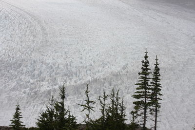 High angle view of pine trees during winter