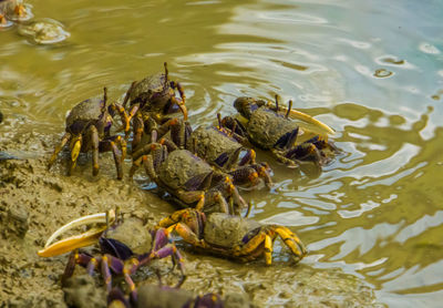 High angle view of fish swimming in lake