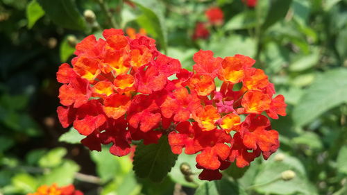 Close-up of red flower