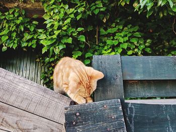 Cat lying on wooden fence