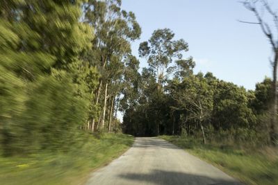 Country road along trees