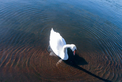 High angle view of swan in pond surrounded by ripples
