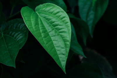 Close-up of fresh green leaves