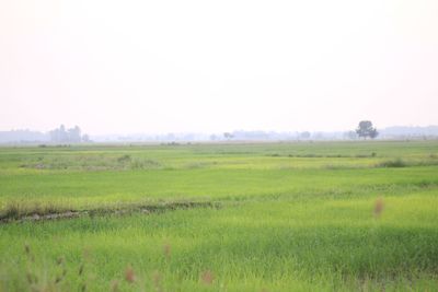 Scenic view of field against clear sky