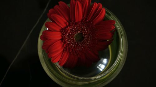 Close-up of red daisy flower against black background
