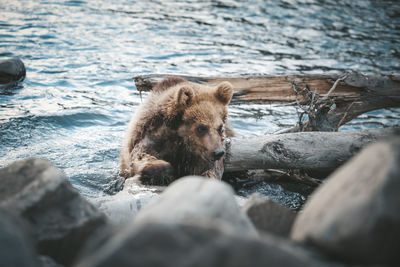 View of lion in the sea