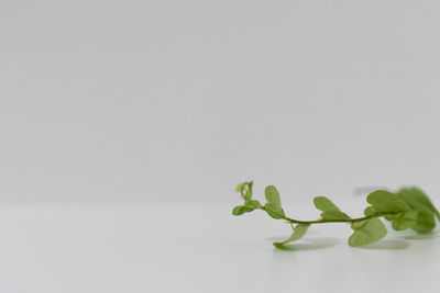 Close-up of plant against white background