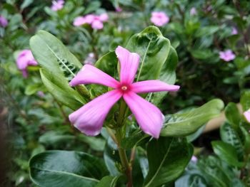 Close-up of pink flowering plant