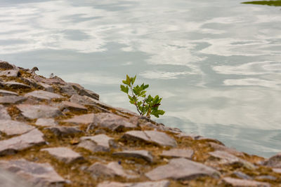 High angle view of rocks on beach