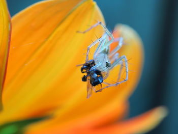 Close-up of insect pollinating flower