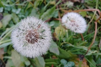 Close-up of dandelion flower