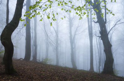 Trees on landscape