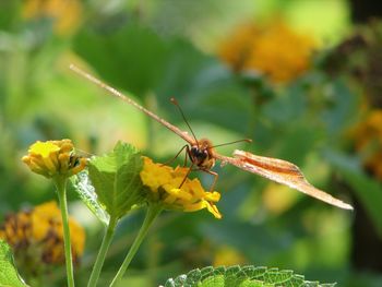 Close-up of insect on yellow flower