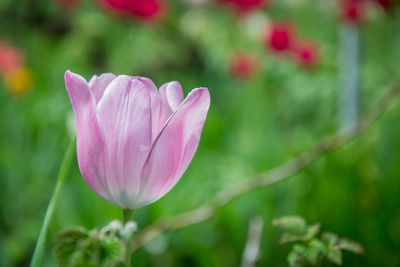 Close-up of pink rose flower