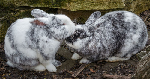 Rabbits on field