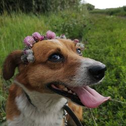 Close-up of a dog looking away