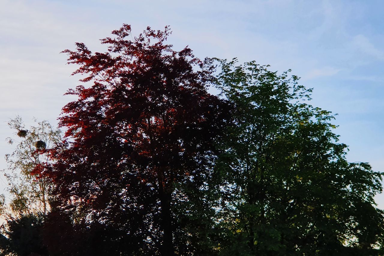 LOW ANGLE VIEW OF TREES AGAINST SKY