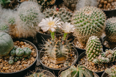 High angle view of succulent plants